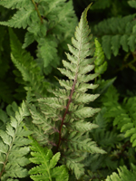 Hardy Fern Athyrium nip. 'Burgundy Lace'